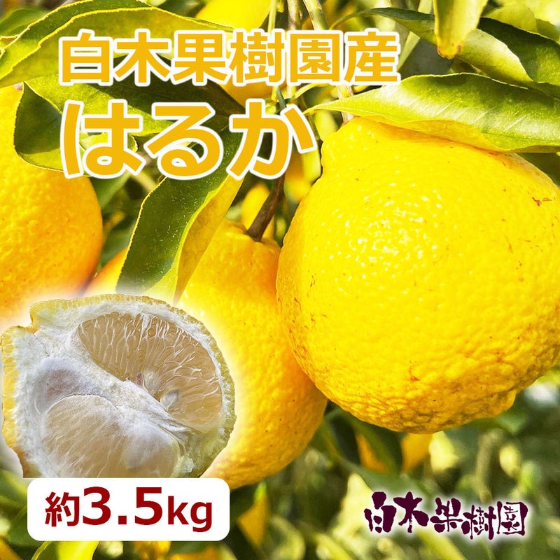 はるか　約3.5kg