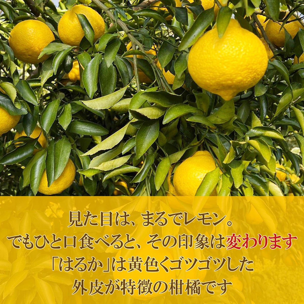 30％OFFセール】白木果樹園産はるか約3.5kg訳ありご家庭用【B級品