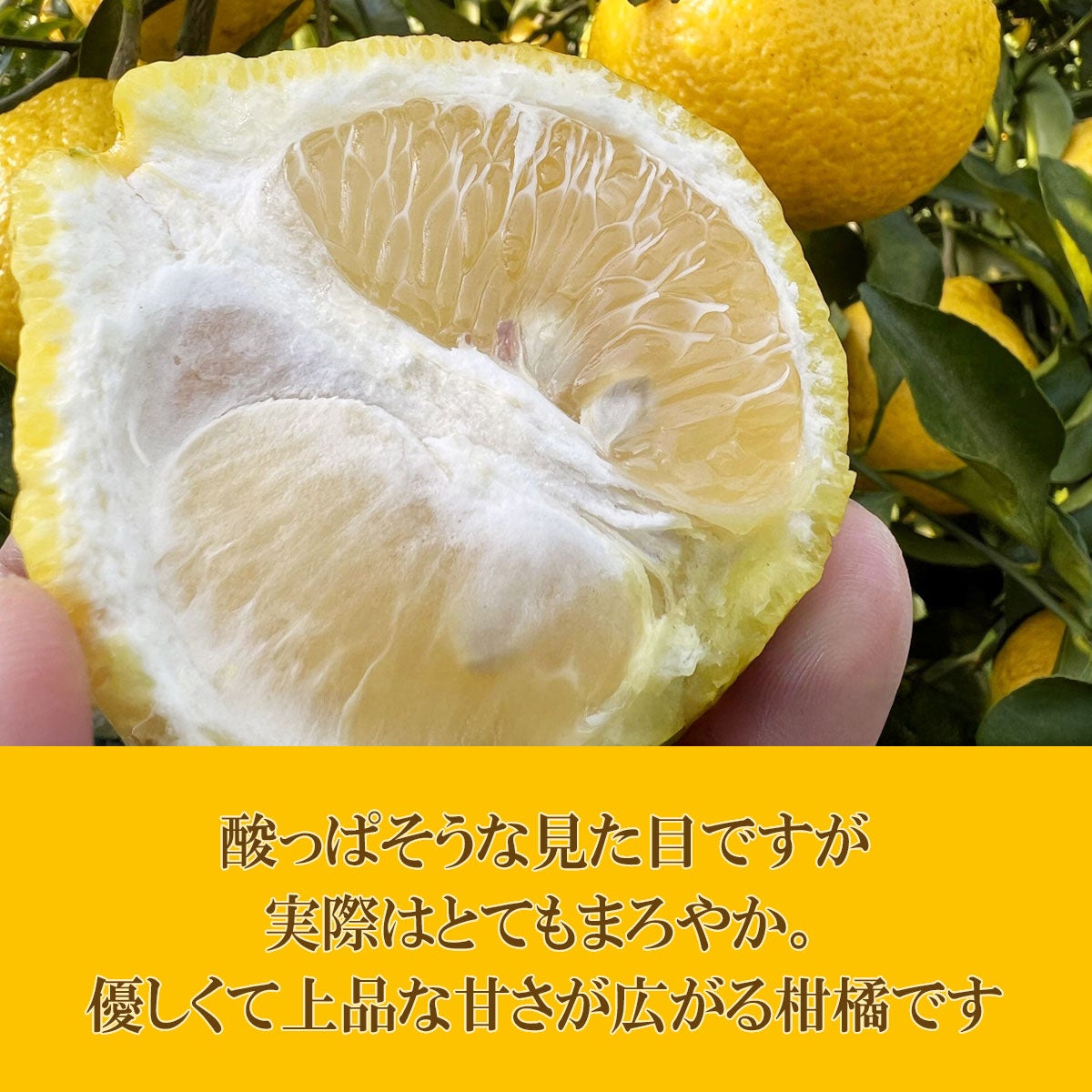 30％OFFセール】白木果樹園産はるか約3.5kg訳ありご家庭用【B級品