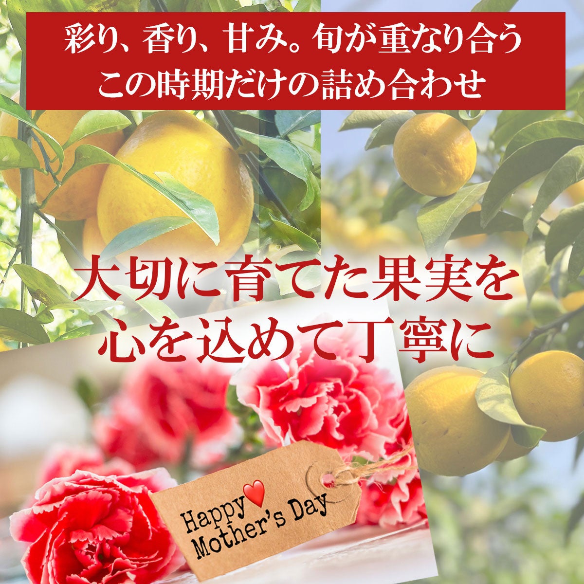 母の日ギフト（感謝セット）【包装付き】【送料込】 | 白木果樹園
