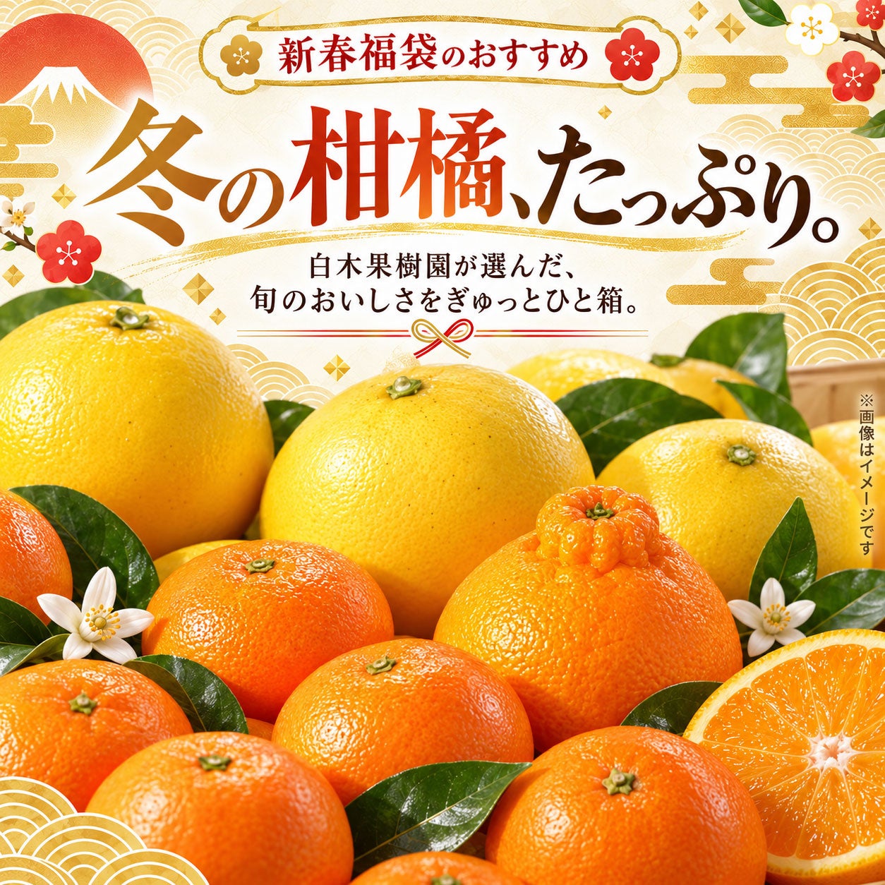 白木果樹園2026年 新春福袋＜松＞約10kg【送料込】 | 白木果樹園