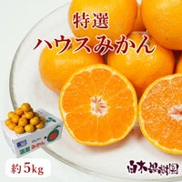 ハウスみかん 約5kg（高知県産）