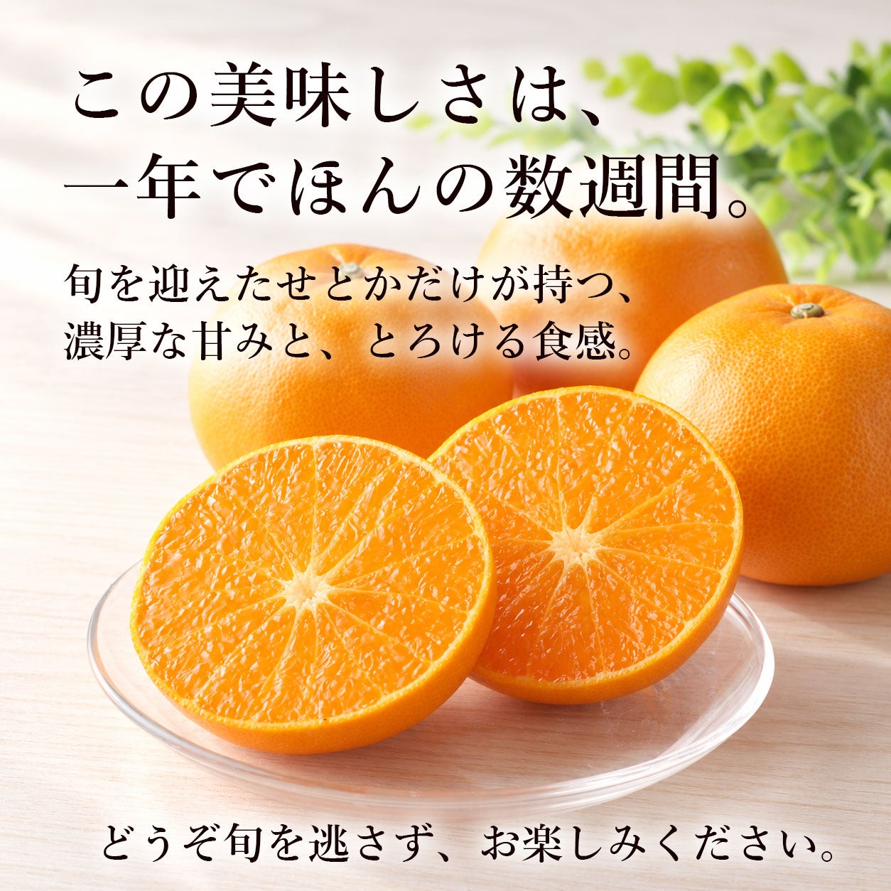 フルーツ せとかみかん せとか セトカ みかん類 柑橘類 旬の果物百科