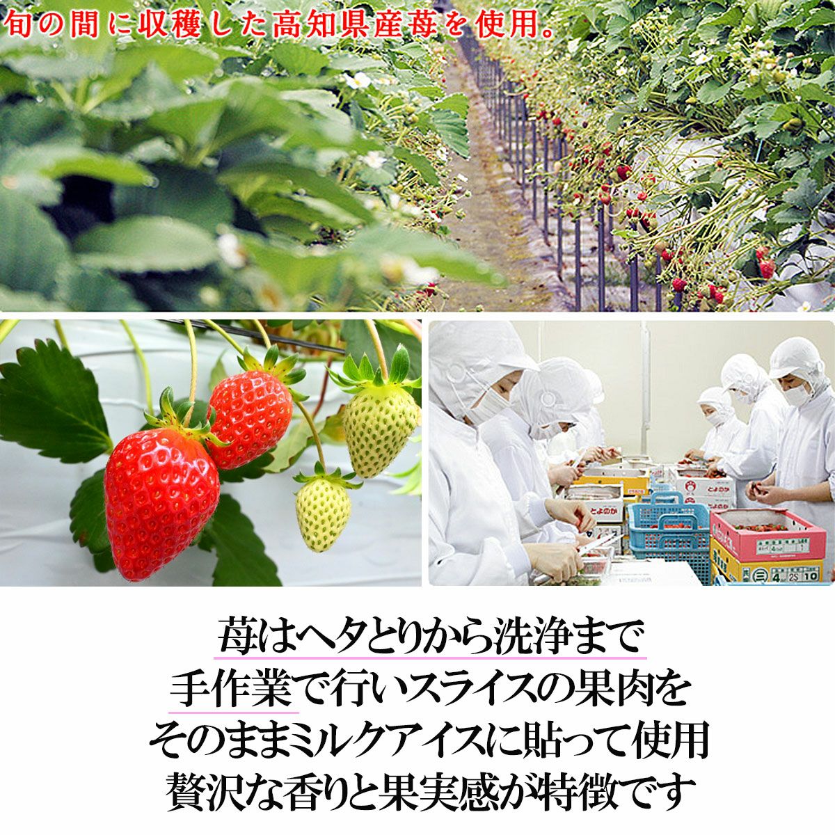 土佐のフルーツキャンデーセット12本入り【送料込】 | 白木果樹園