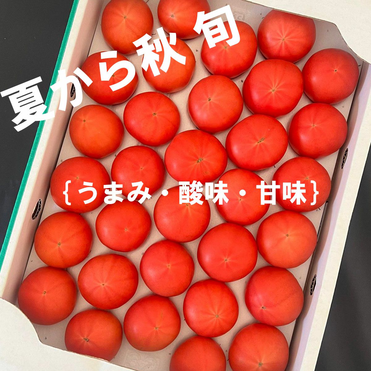 奏トマト約2kg【クール送料込】 | 白木果樹園