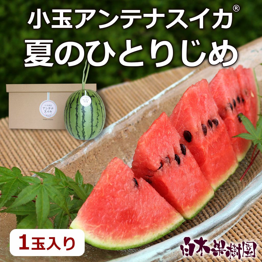 夏の小玉アンテナスイカ＠ | 白木果樹園