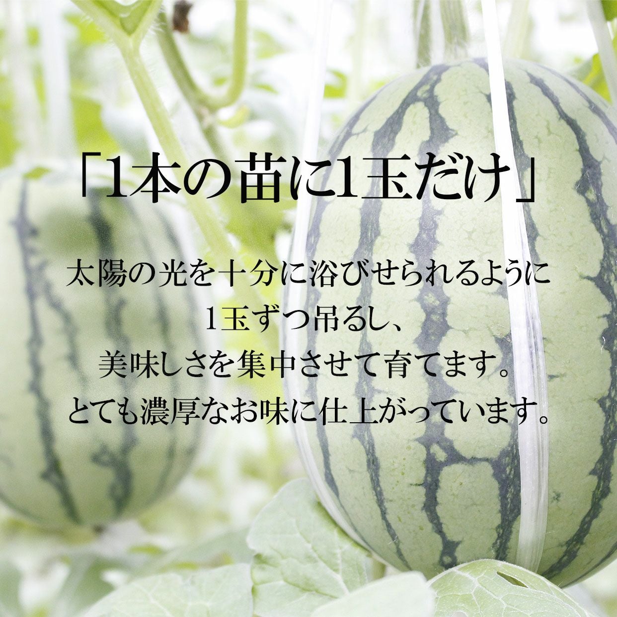 小玉アンテナスイカ 1玉ギフト箱入り夏のひとりじめ【送料込】 | 白木