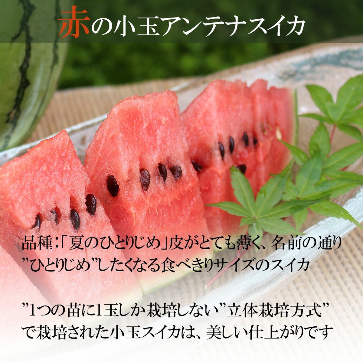 赤のアンテナスイカ