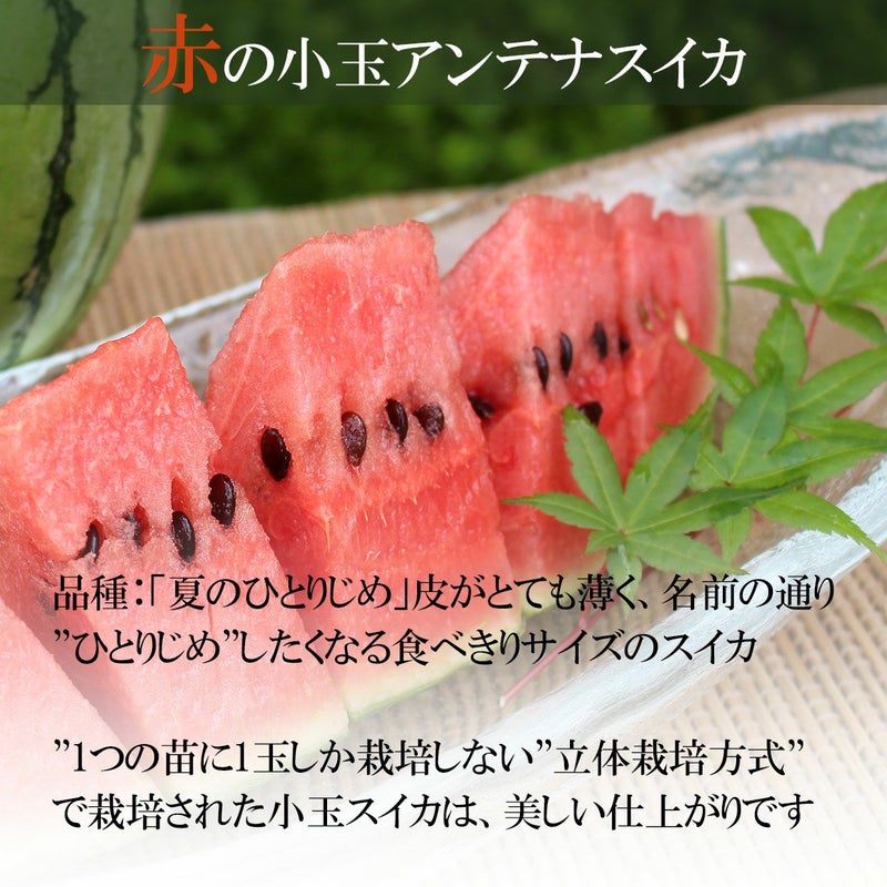 赤のアンテナスイカ