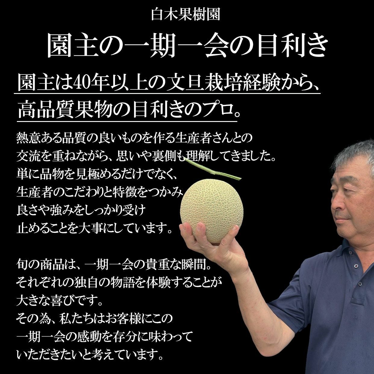 325.数量限定薄皮ひとりじめ小玉西瓜６〜8玉入り箱込み約5.5kg玉数お任せ 小玉アンテナスイカ 1玉ギフト箱入り夏のひとりじめ【送料込】 | 白木