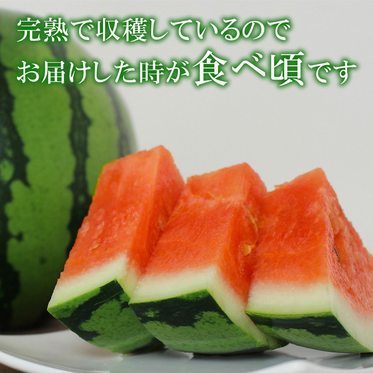 小玉アンテナスイカ 1玉ギフト箱入り イエローBonBon【送料込】 | 白木