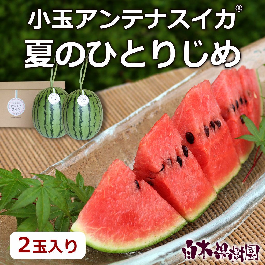 夏の小玉アンテナスイカ＠ | 白木果樹園