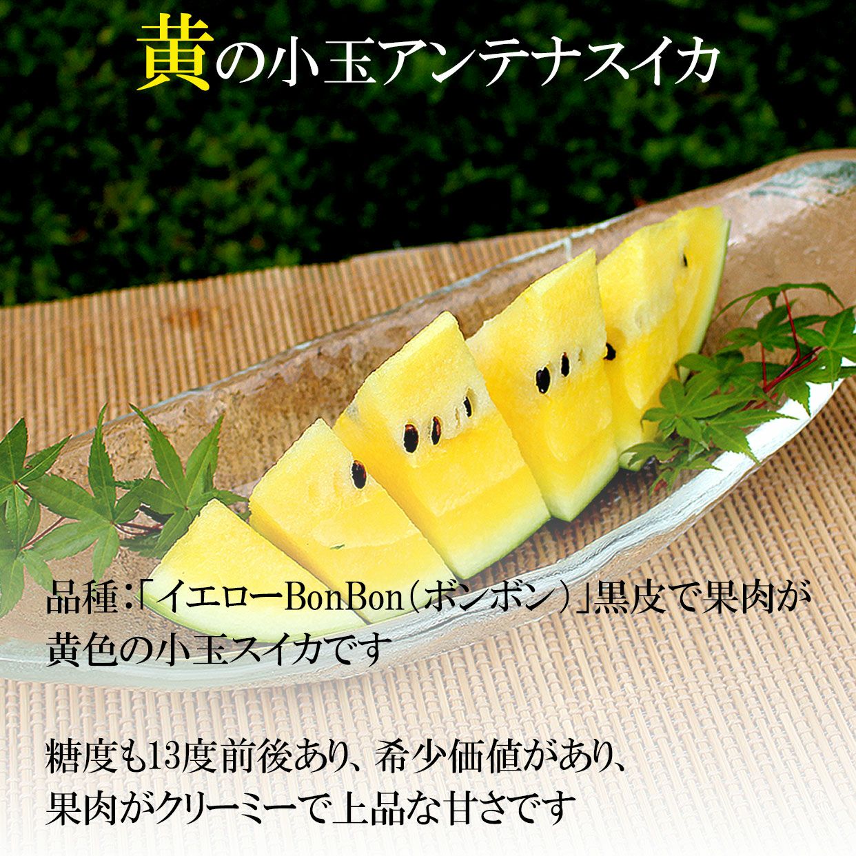 小玉アンテナスイカ 2玉ギフト箱入り 赤＆黄セット【送料込】 | 白木果樹園