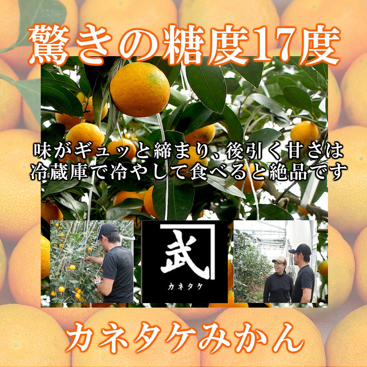 特選秀品カネタケハウスみかん約2.5kg【送料込】【数量限定】 | 白木果樹園