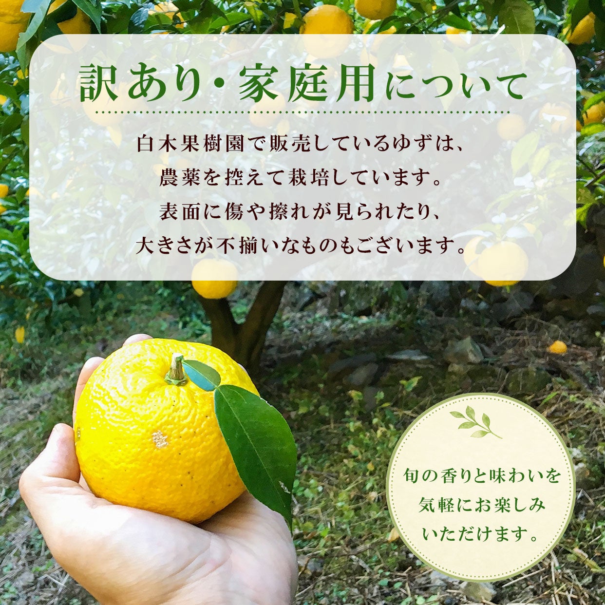 その他柑橘類