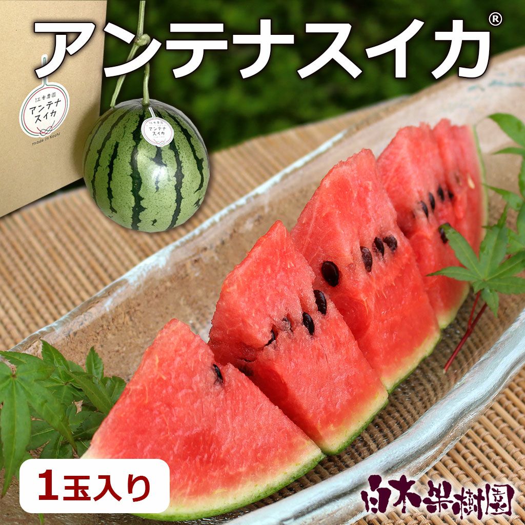  アンテナスイカ 1玉入り