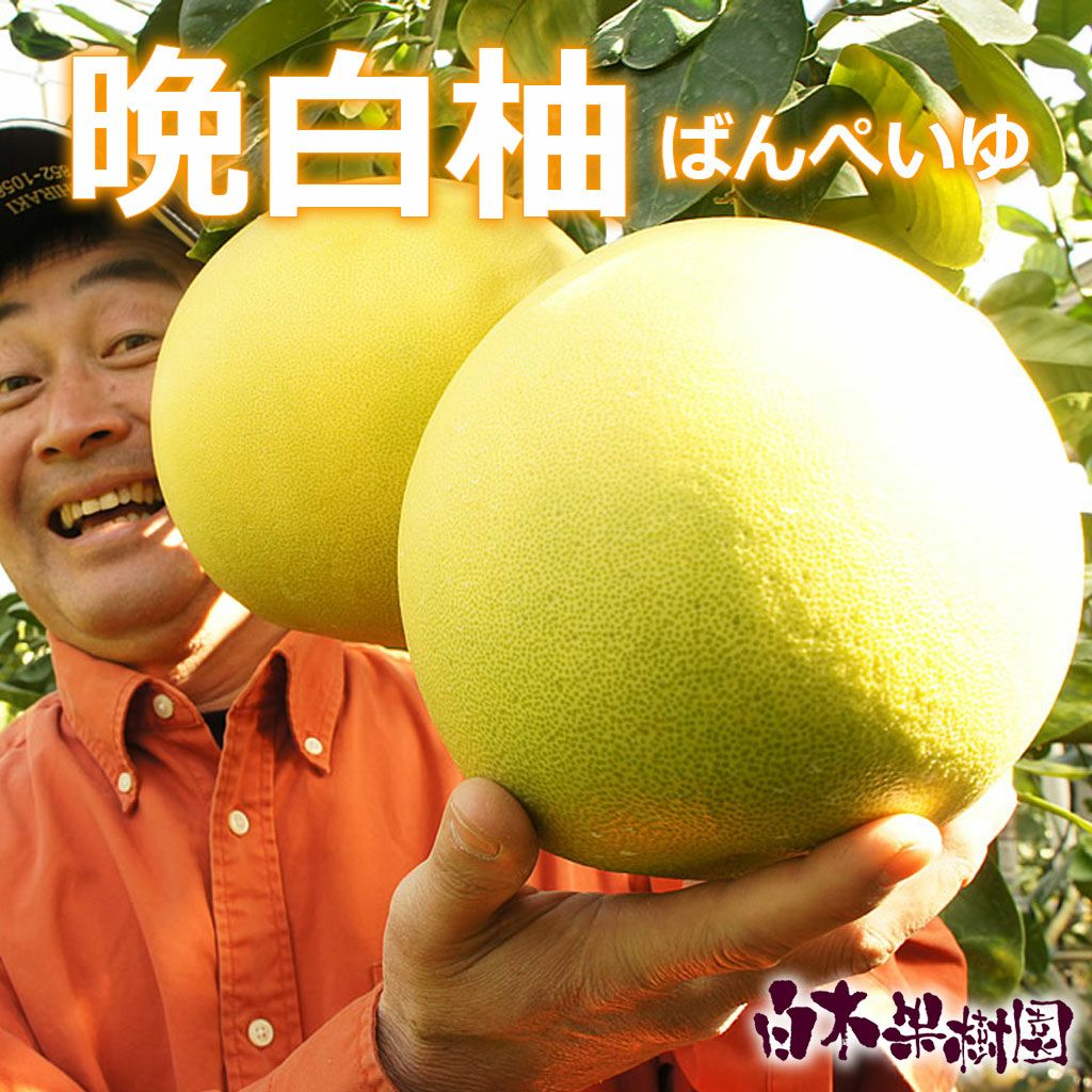 晩白柚 1個 | 白木果樹園