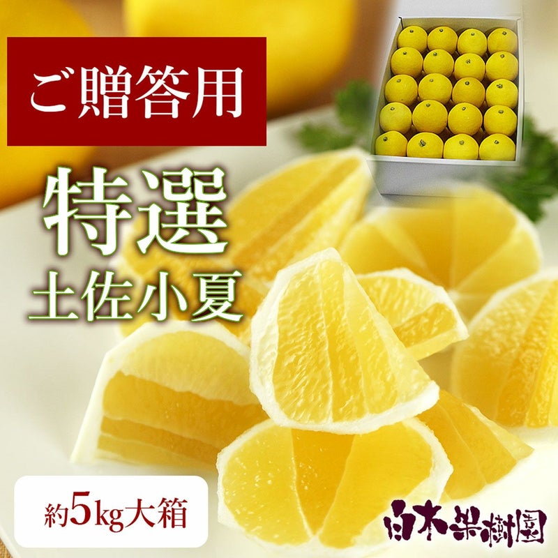  特選土佐小夏 大箱【高知県産】