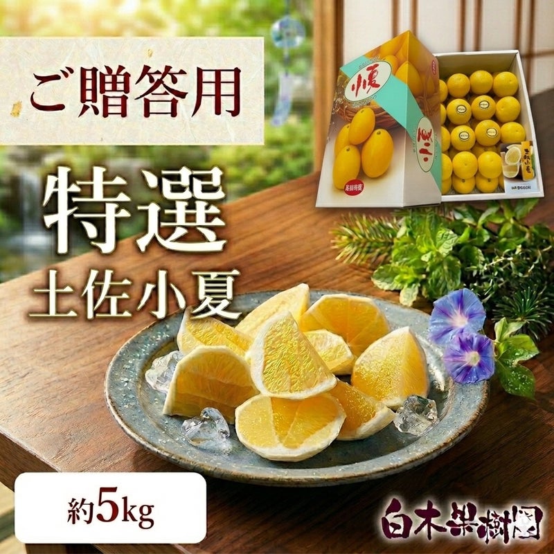  特選土佐小夏 大箱【高知県産】