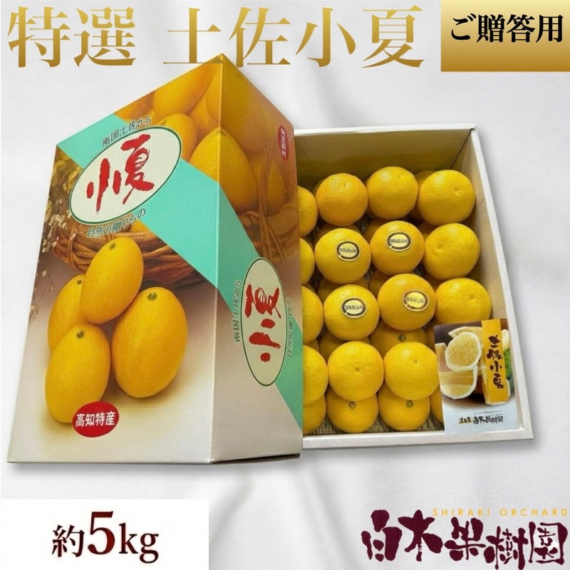  特選土佐小夏 大箱【高知県産】