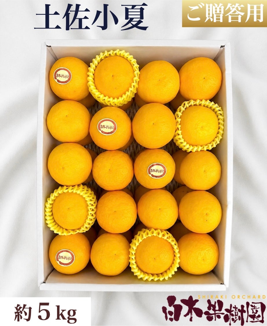  特選土佐小夏 大箱【高知県産】