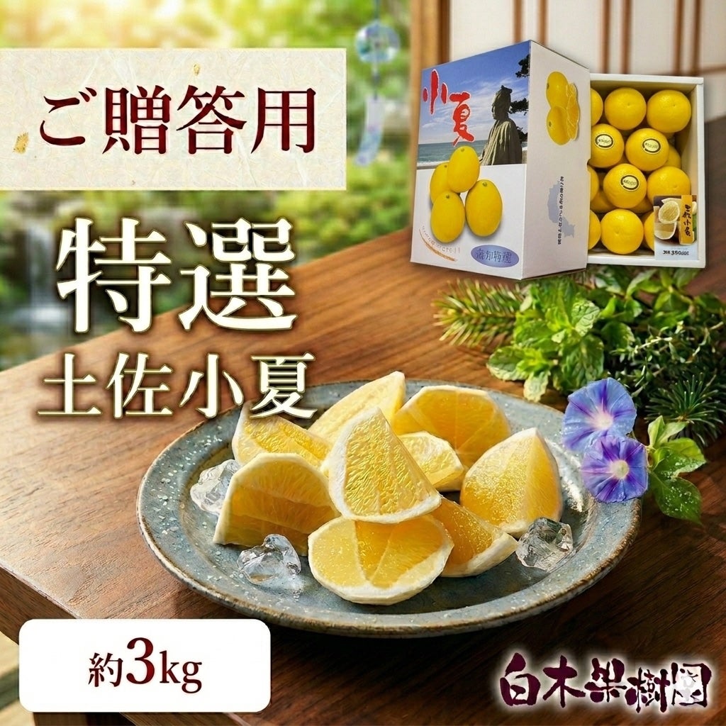 特選土佐小夏 中箱