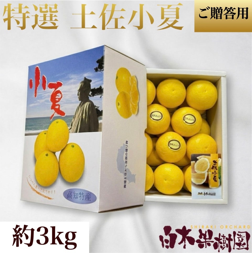 特選土佐小夏 中箱