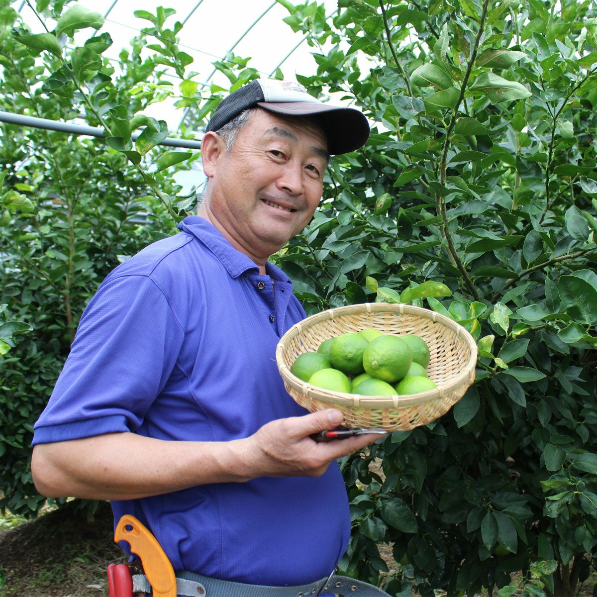 白木果樹園産ライム約1kg、2kg、3kg【国産】【送料込】 | 白木果樹園