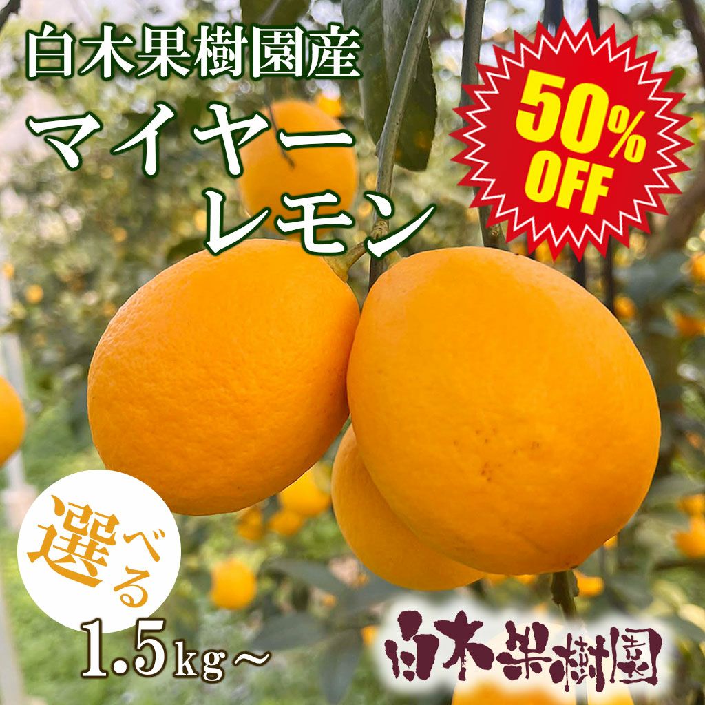 50％OFF】【セール】白木果樹園産マイヤーレモン約1.5kg、3kg、5kg