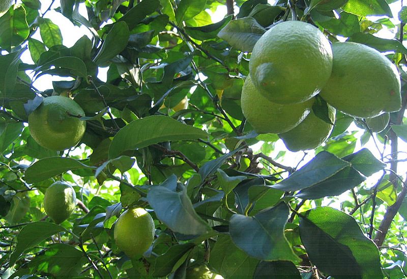 レモンの木
