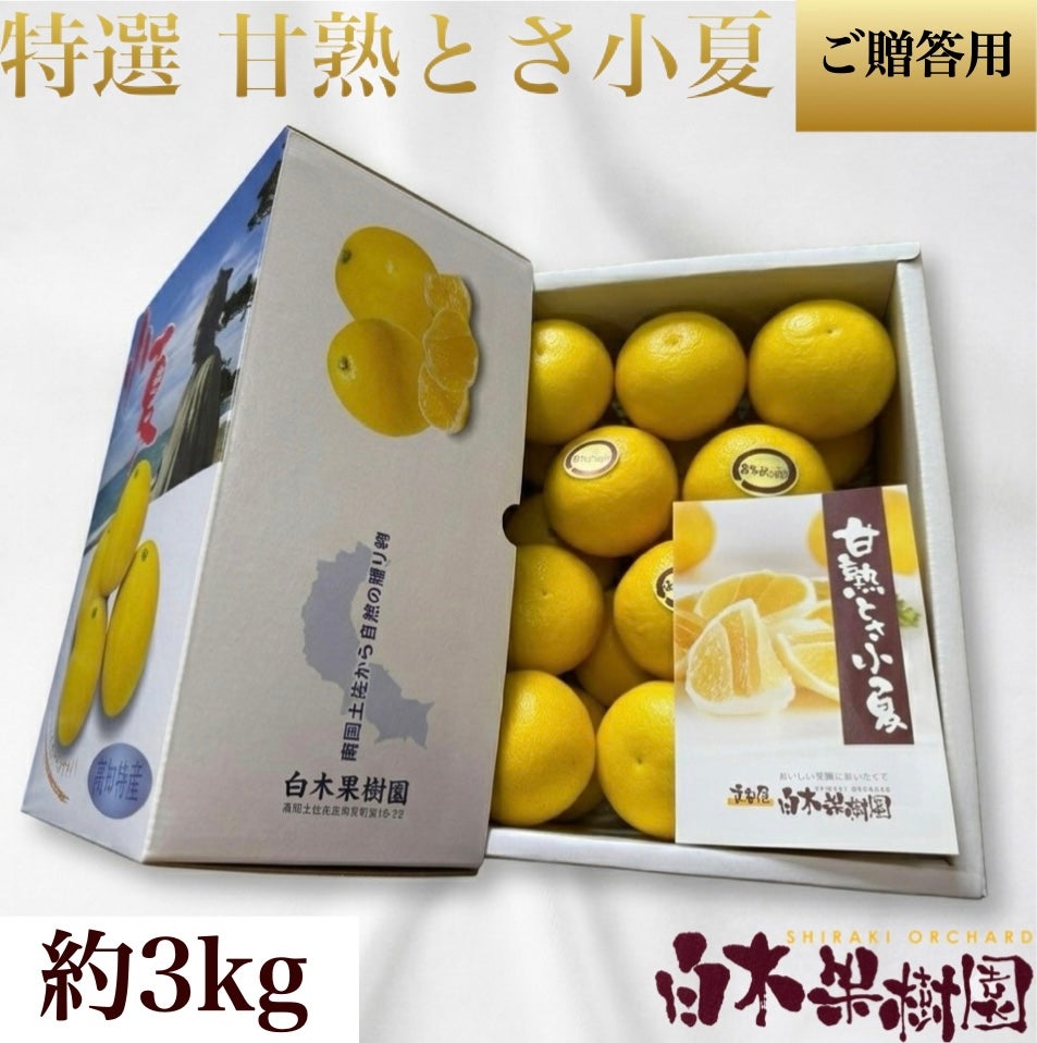 特選甘熟小夏 中箱