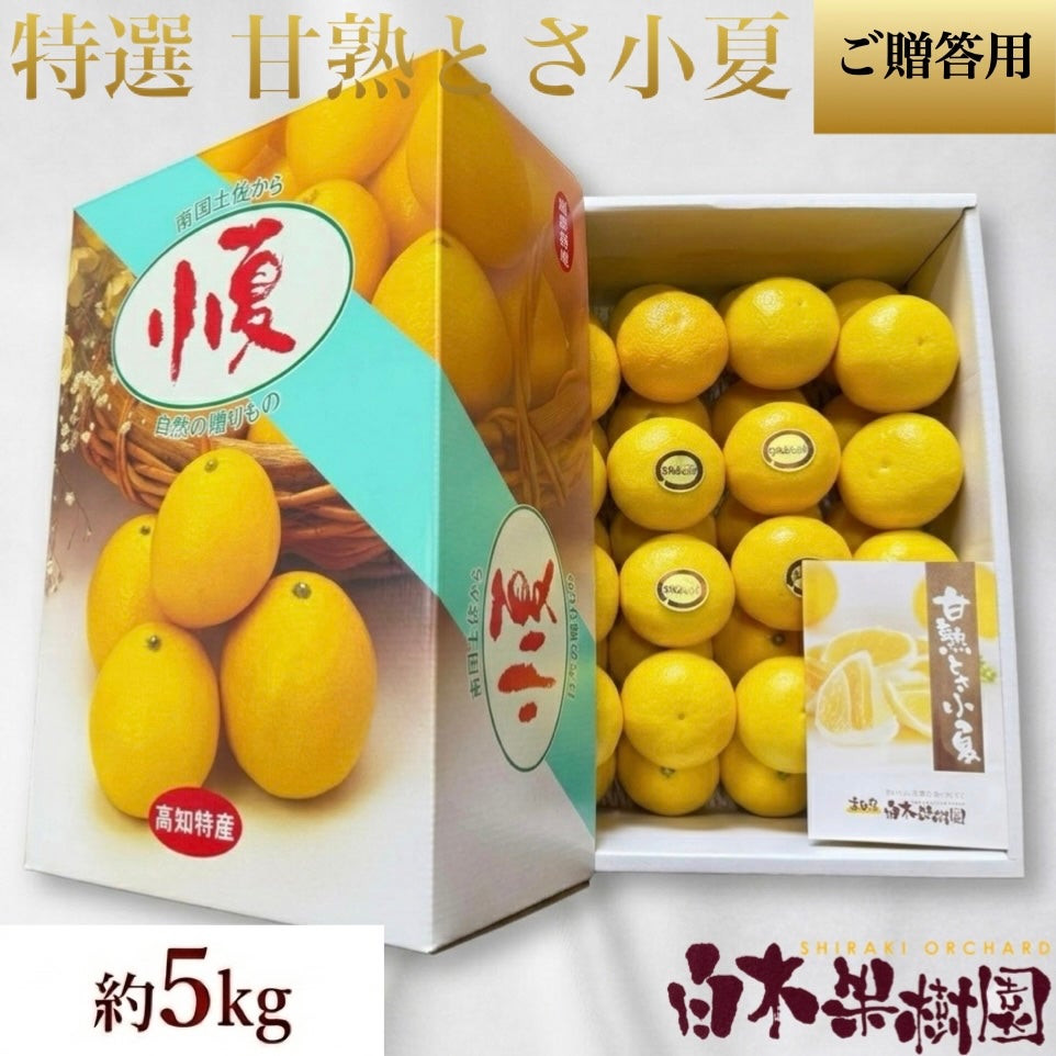 特選甘熟小夏 大箱