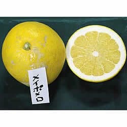 MPM-3 白木果樹園産メイポメロ 約3kg | 白木果樹園