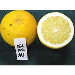 ASK-1 白木果樹園産安政柑 1個 | 白木果樹園