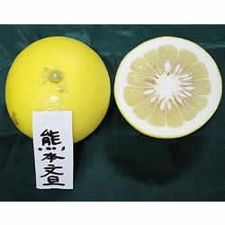 KMB-3 白木果樹園産熊本文旦 約3kg | 白木果樹園
