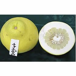 CNP-1 白木果樹園産チャイナポメロ 1個 | 白木果樹園
