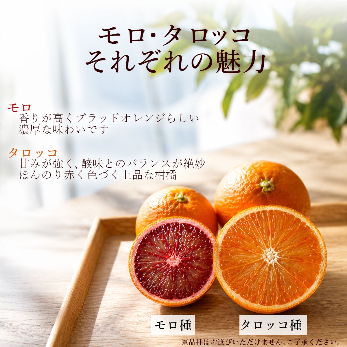 高知県産ブラッドオレンジ｜希少な国産モロ・タロッコを産地直送｜白木