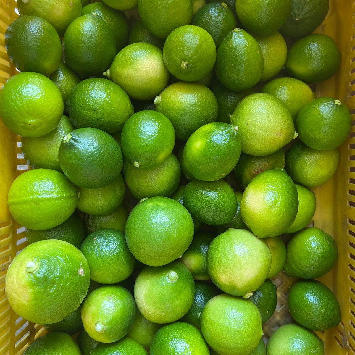 最大73％OFF】白木果樹園産ベルガモット約1kg、3kg、5kg【送料込