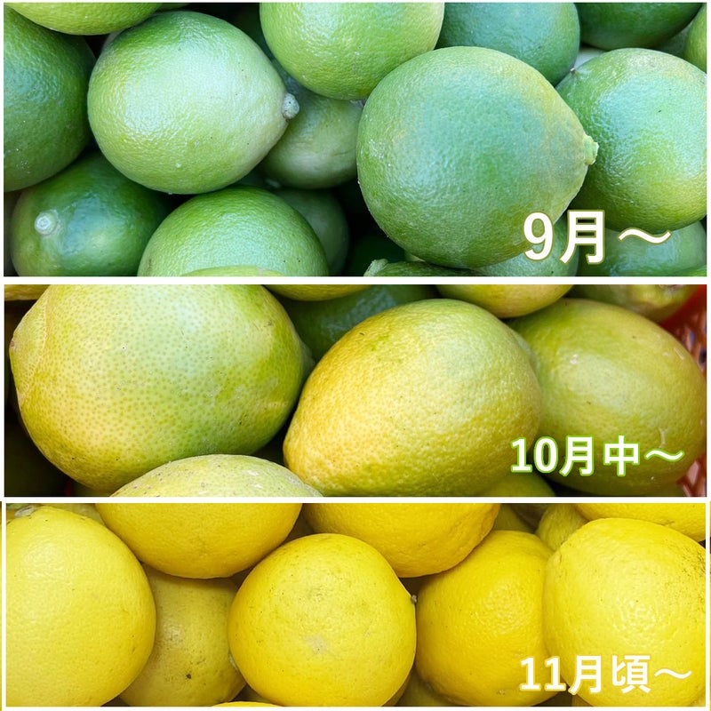 ベルガモットの色