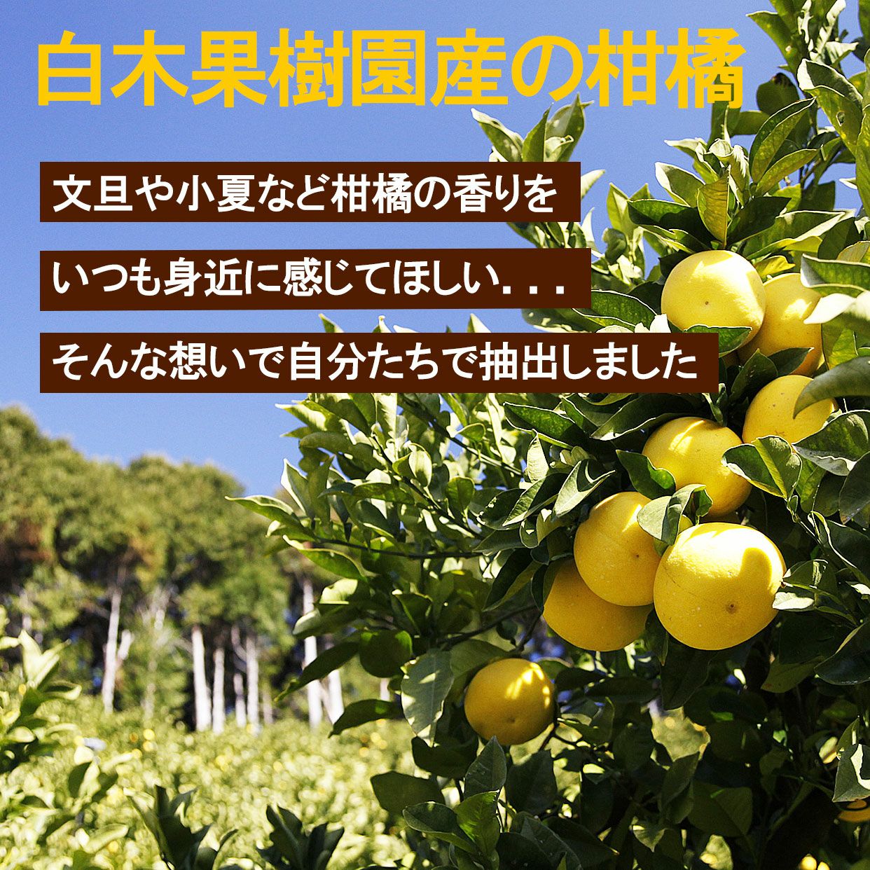 天然精油100％】【国産】土佐小夏エッセンシャルオイル10ml【宅急便