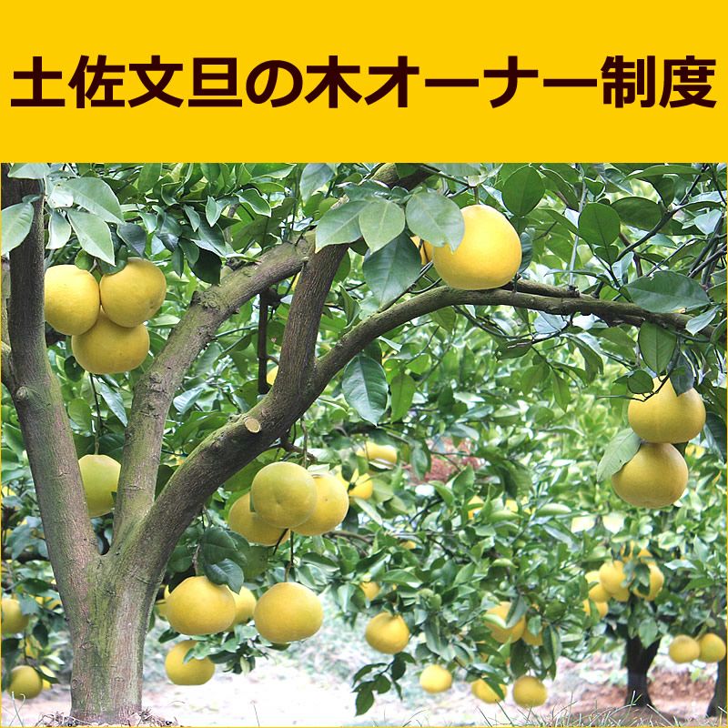 2026年度＞土佐文旦の木 オーナー制度 | 白木果樹園