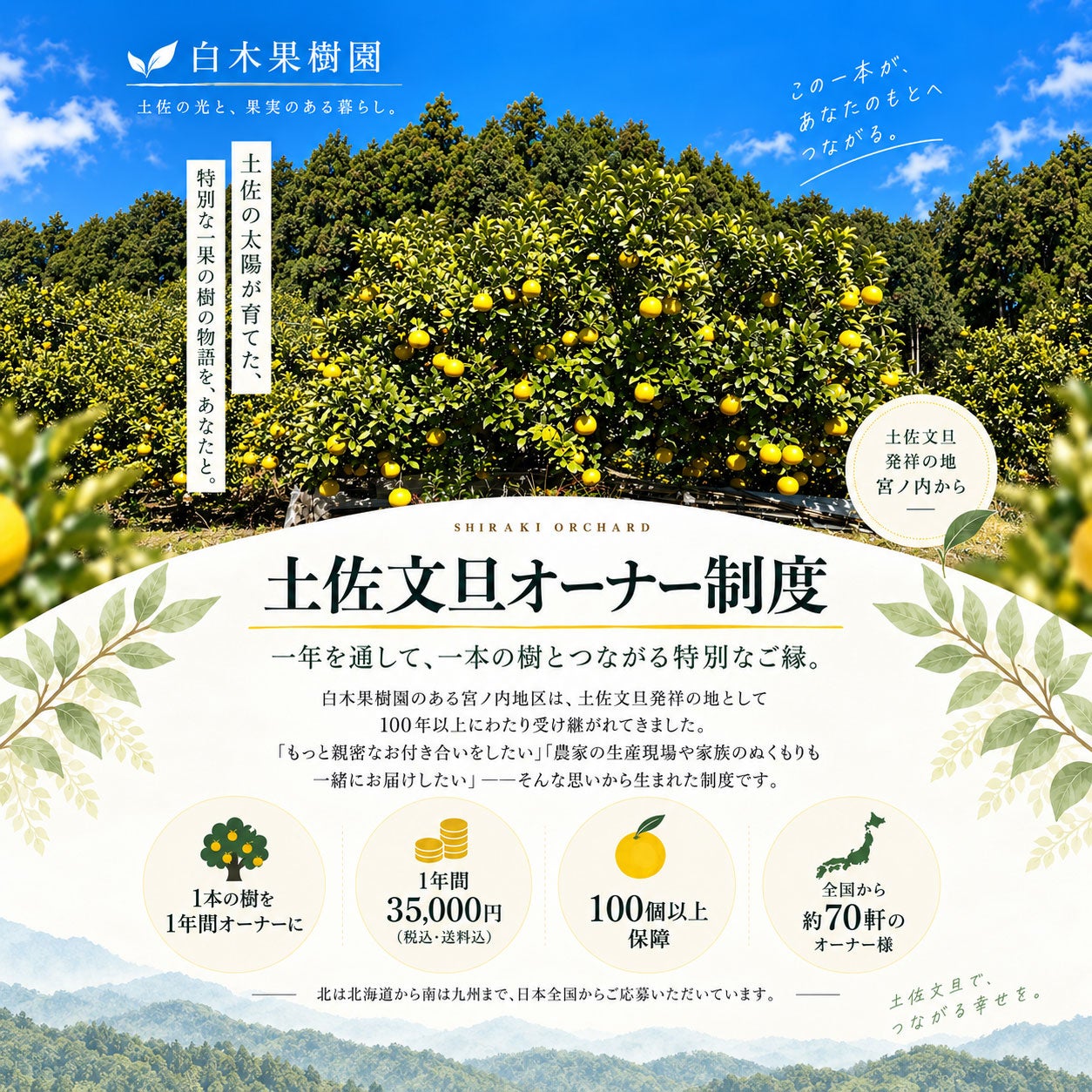 2026年度＞土佐文旦の木 オーナー制度 | 白木果樹園