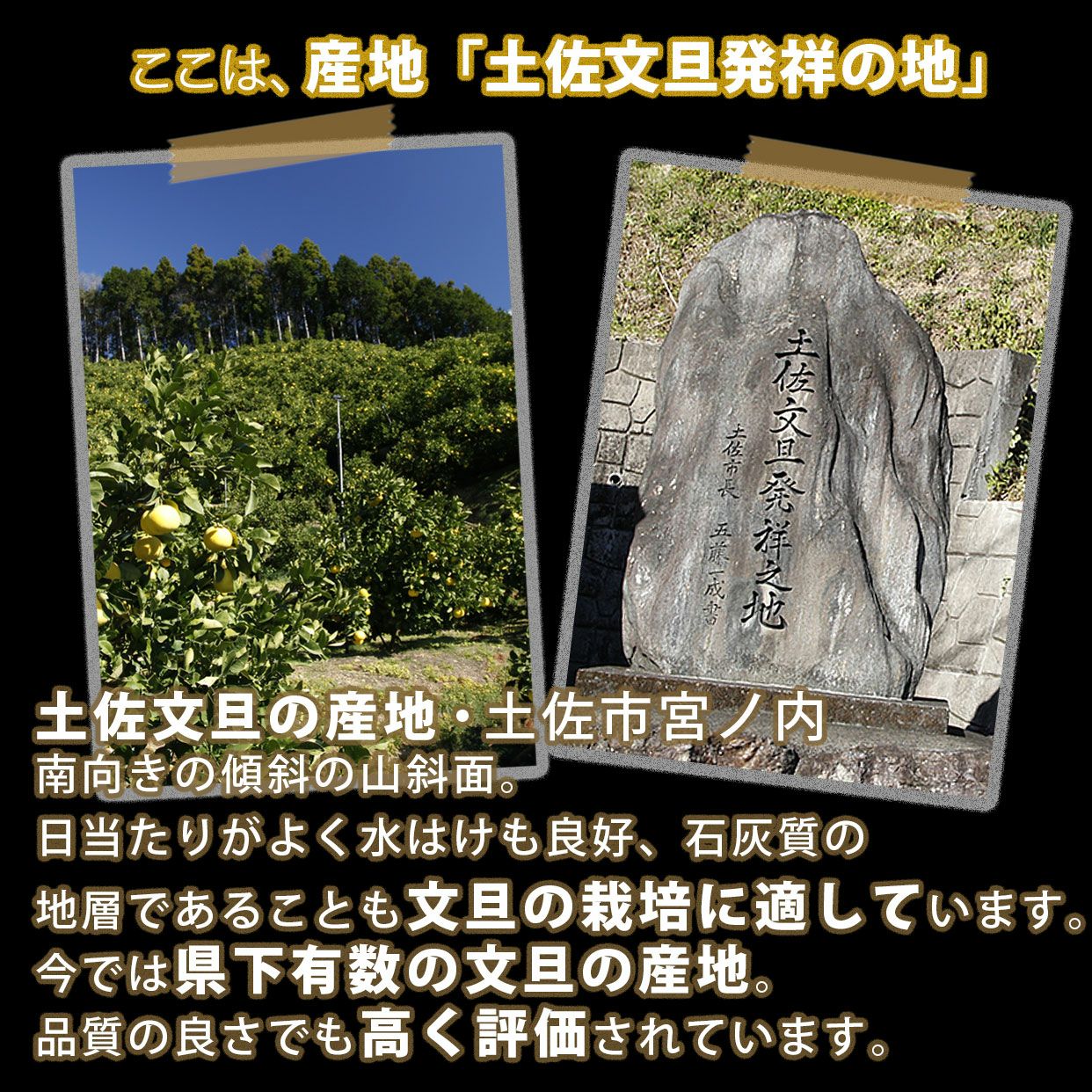 土佐文旦特選秀品3L大玉or4L特大約10kg【送料込】 | 白木果樹園