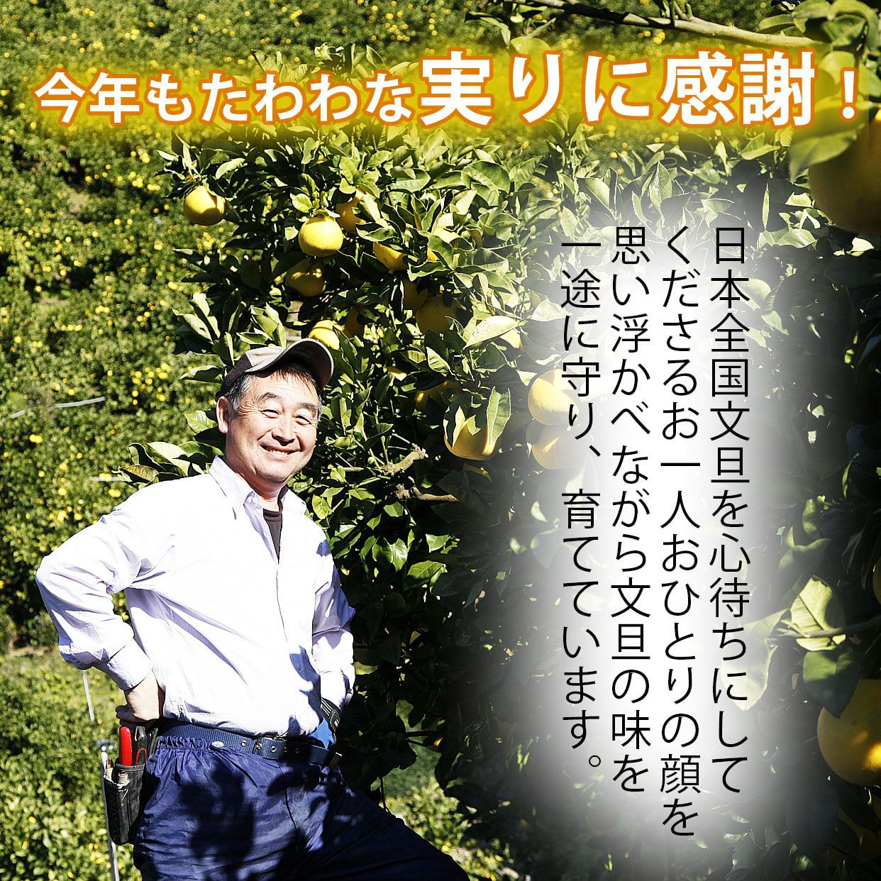 土佐文旦特選秀品3L大玉or4L特大約10kg【送料込】 | 白木果樹園