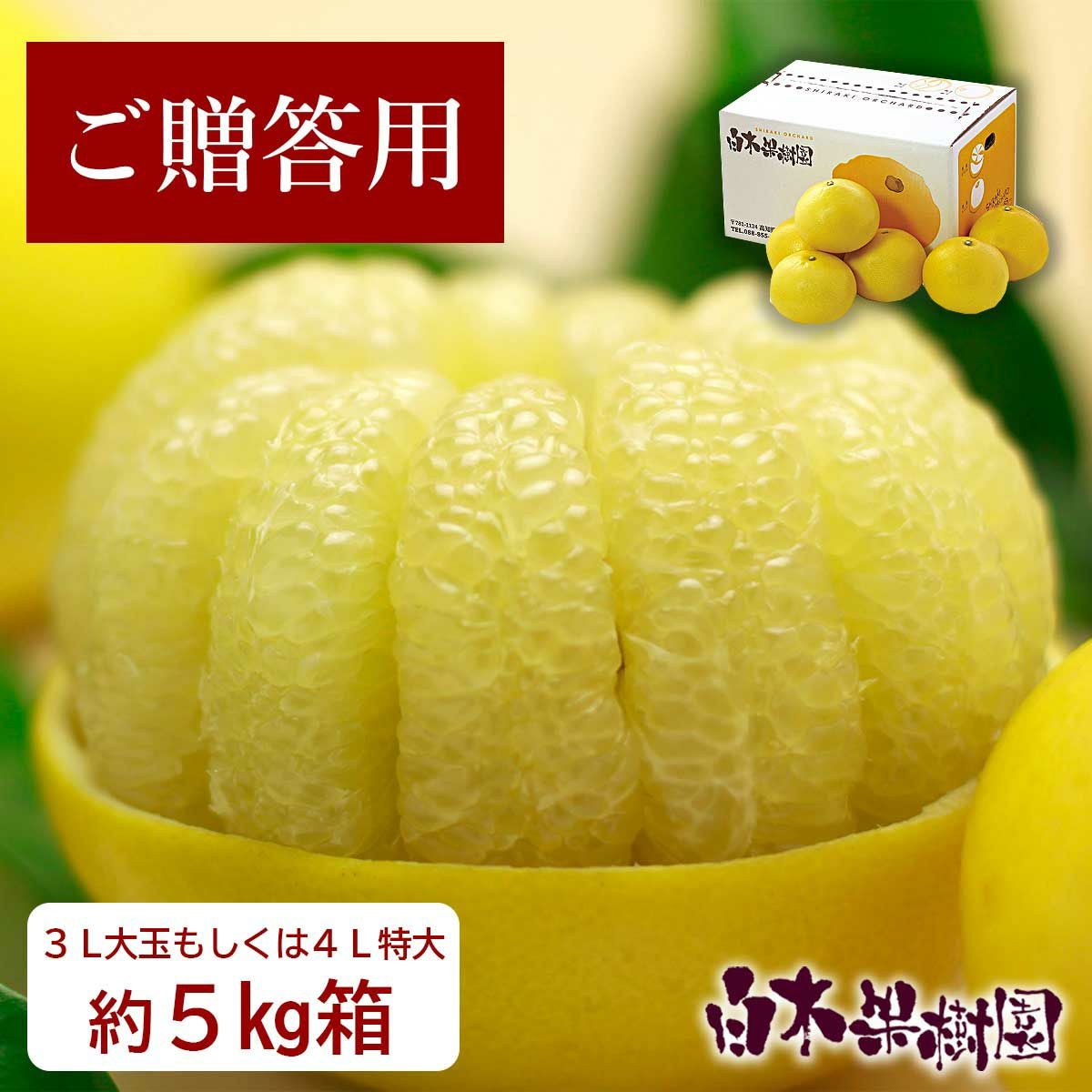土佐文旦特選秀品3L大or4L特大約5kg【送料込】 | 白木果樹園
