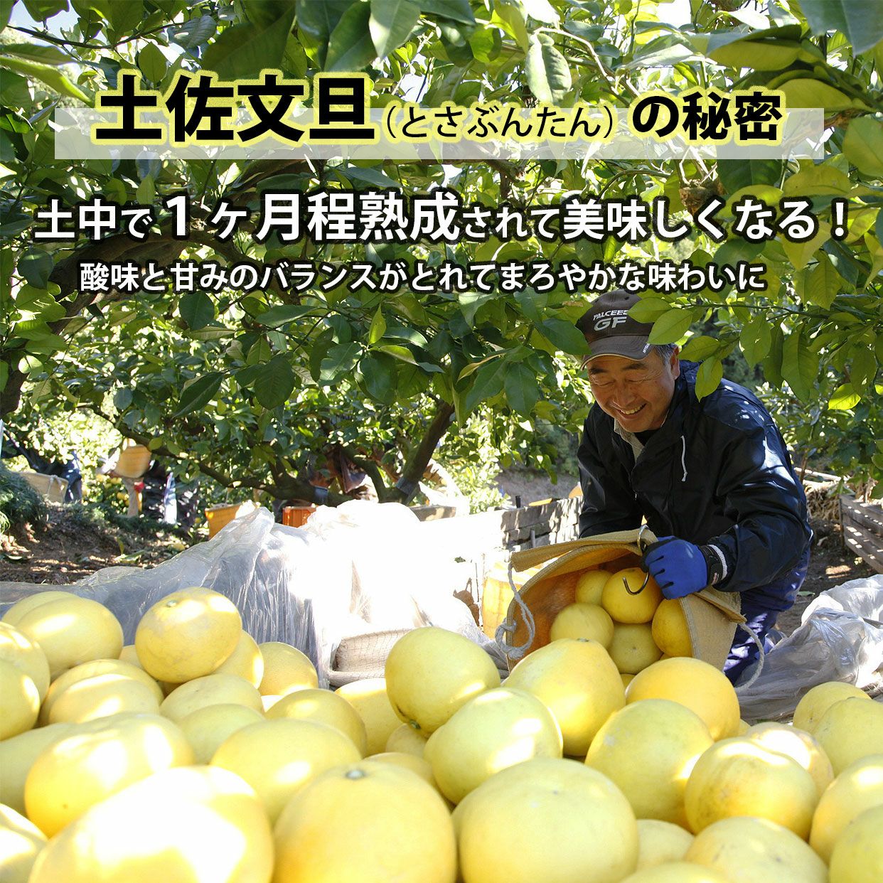 111高知特産 露地栽培 土佐文旦 3L4L文旦 約20kg 大玉 サイズ 土佐文旦大玉(4L・3L)サイズ10kg | 高知県土佐市 | ふるさと納税サイト