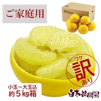 土佐文旦わけありご家庭用B級品　約6kg