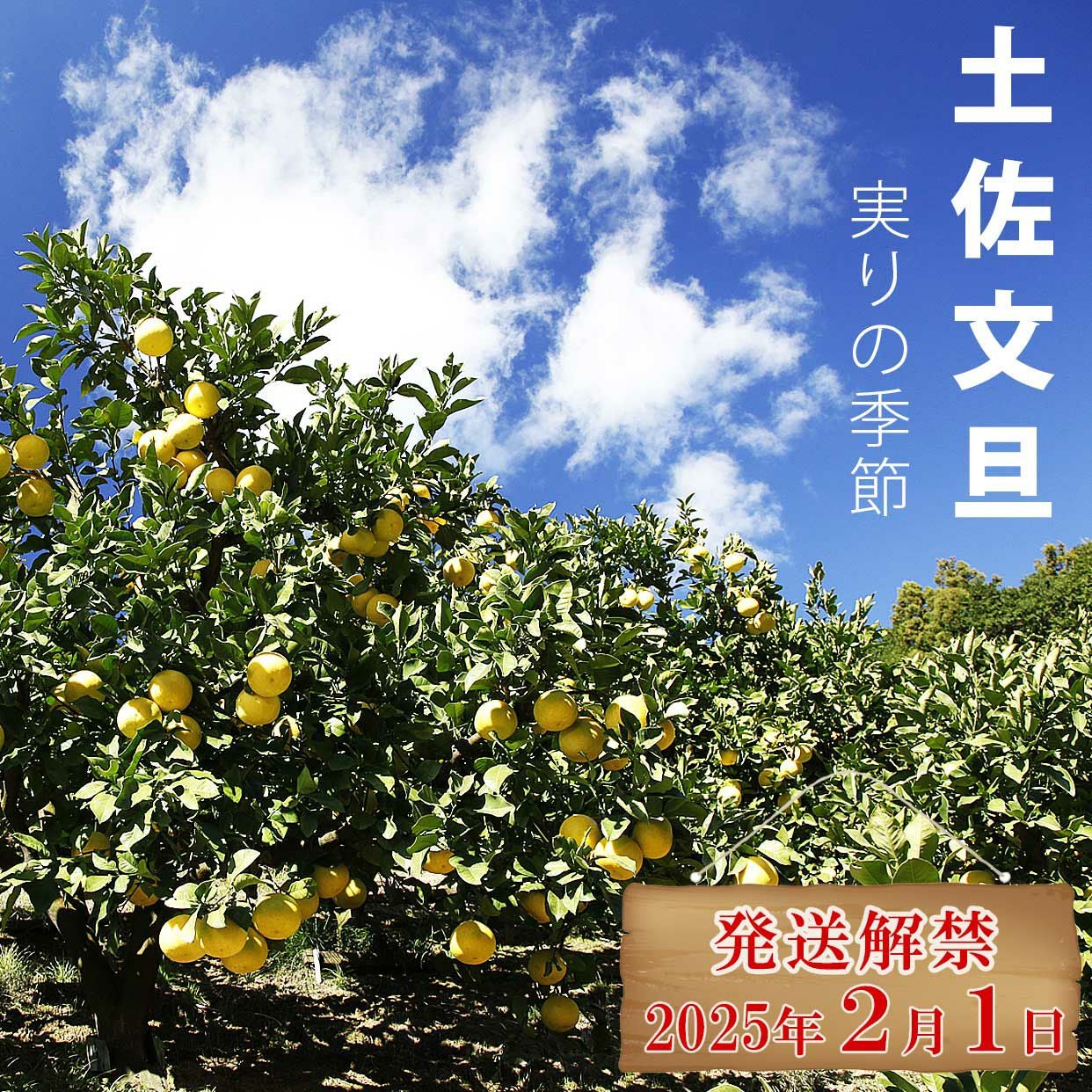 土佐文旦わけありご家庭用B級品 約5kg【送料込】 | 白木果樹園
