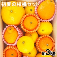 【税・送料込み】初夏の柑橘食べ比べセット