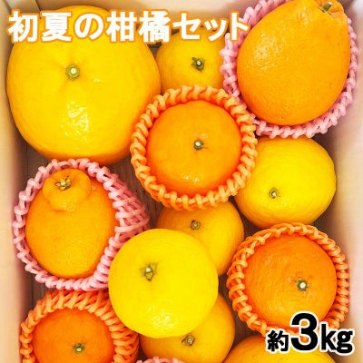 【税・送料込み】初夏の柑橘食べ比べセット
